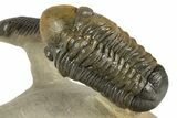 Flying Paralejurus Trilobite With Crotalocephalina & Reedops #323480-2